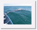 Day5-AM-GuerroNegro - 080 * This male Gray Whale pushed our boat away with his fluke. * This male Gray Whale pushed our boat away with his fluke.